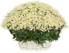 Цветочная композиция из Ромашки в корзине #REPLACE_PRED# Лисино-Корпус